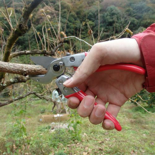 アルス アンビル 剪定鋏 180mm ブイエー セブン VA-7Z 使用例